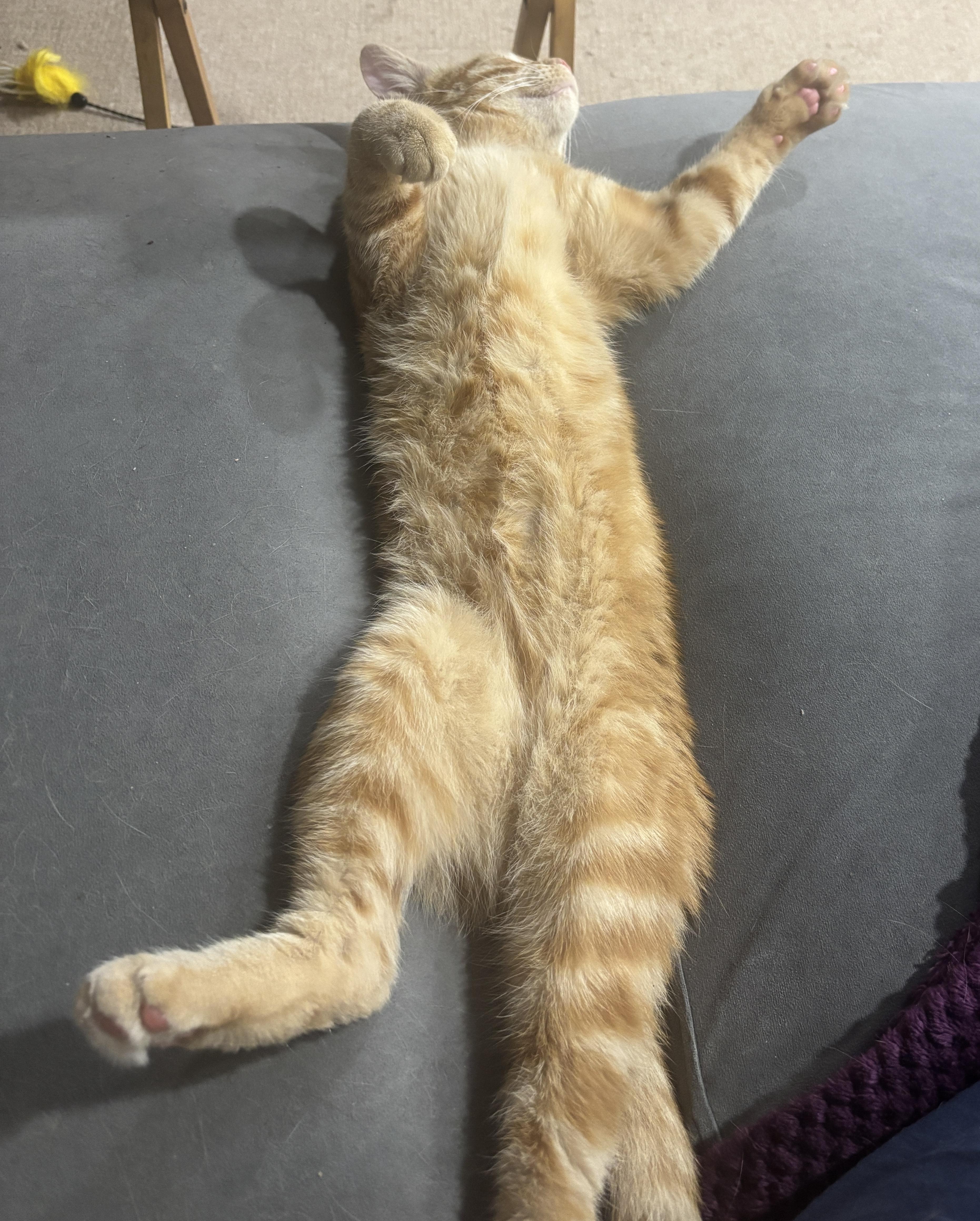 Blaze, a ADOPTABLE Domestic Short Hair in Dover, DE image 2/4