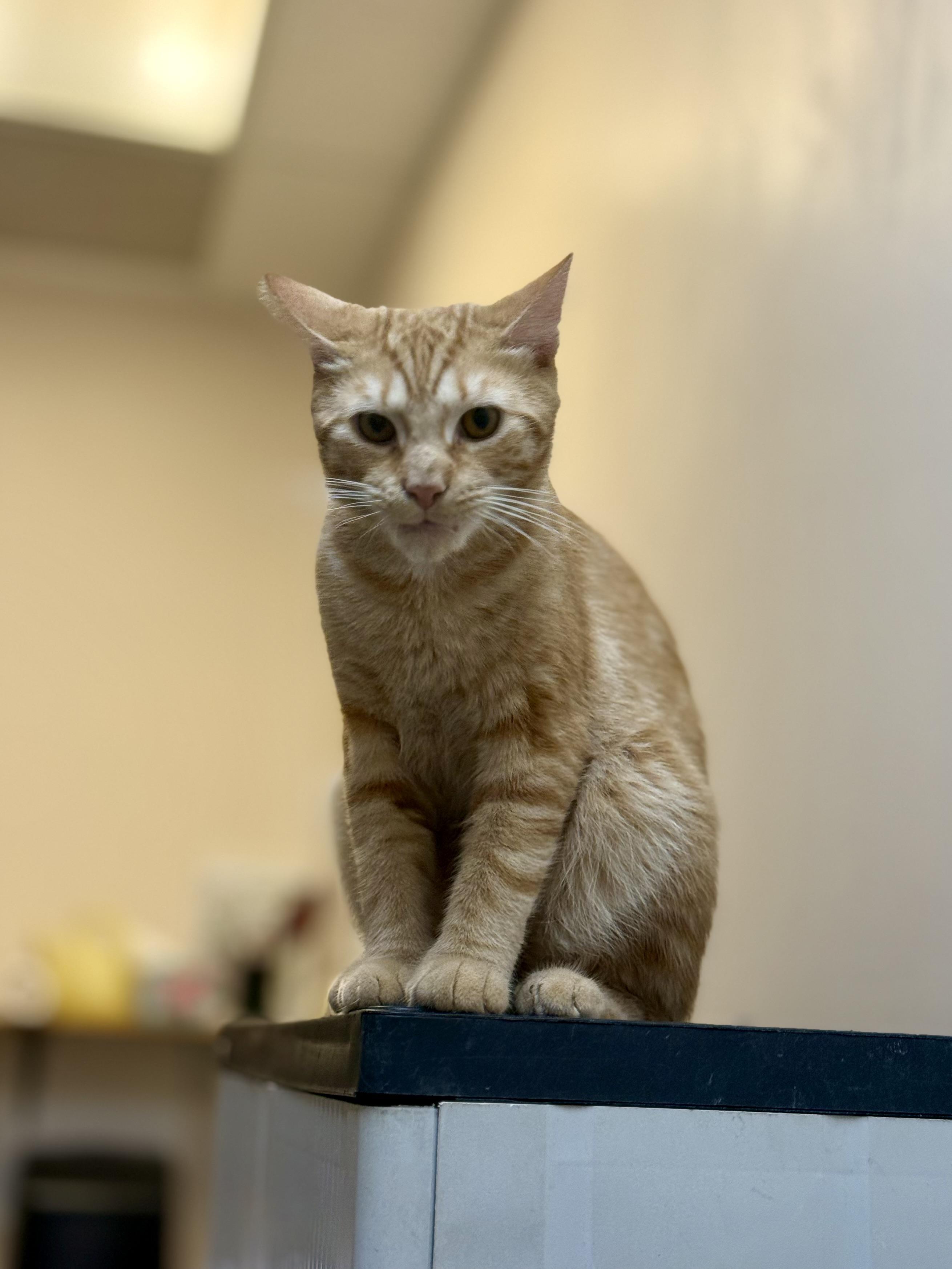 Blaze, a ADOPTABLE Domestic Short Hair in Dover, DE image 4/4