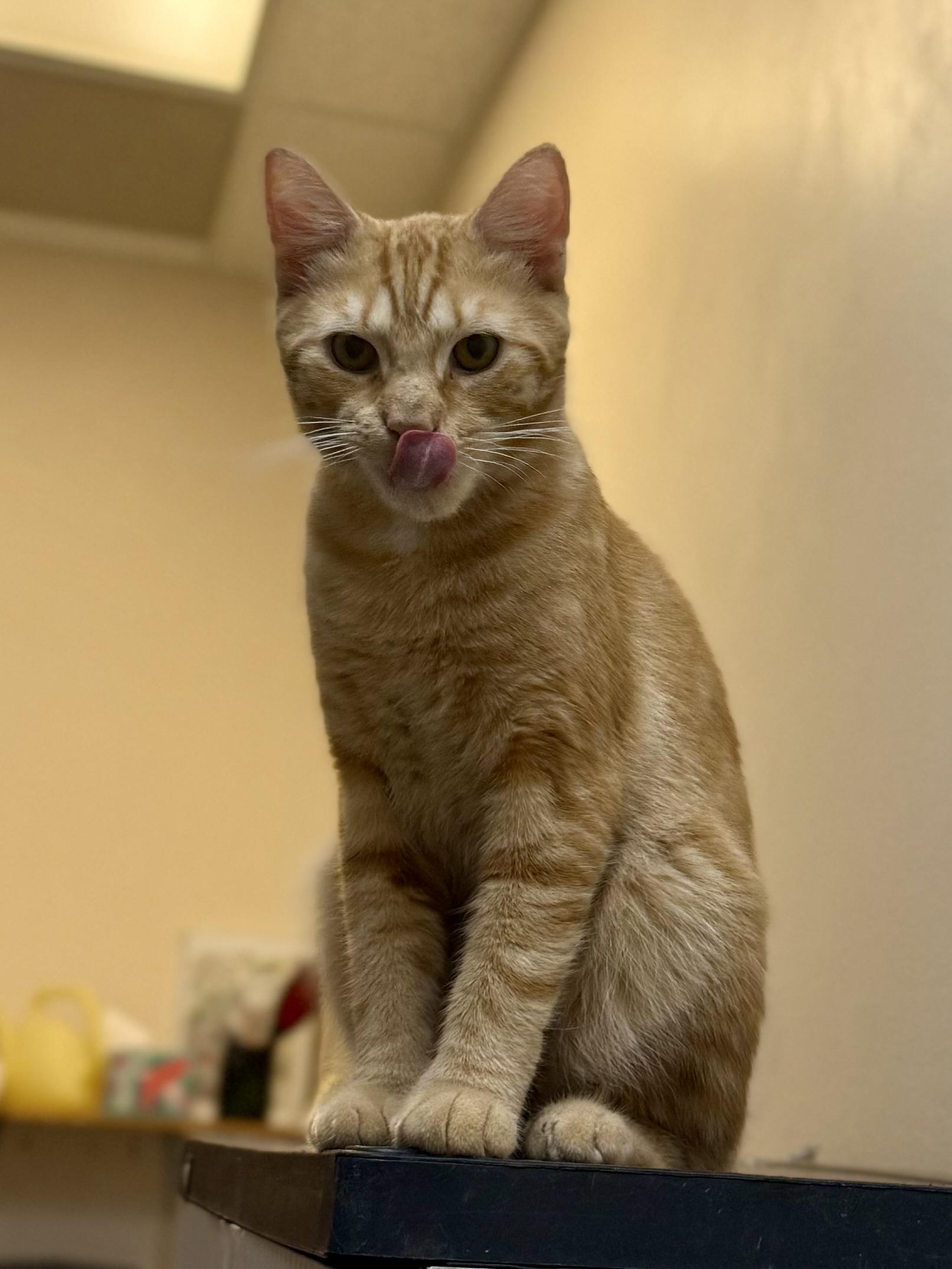 Blaze, a ADOPTABLE Domestic Short Hair in Dover, DE image 3/4