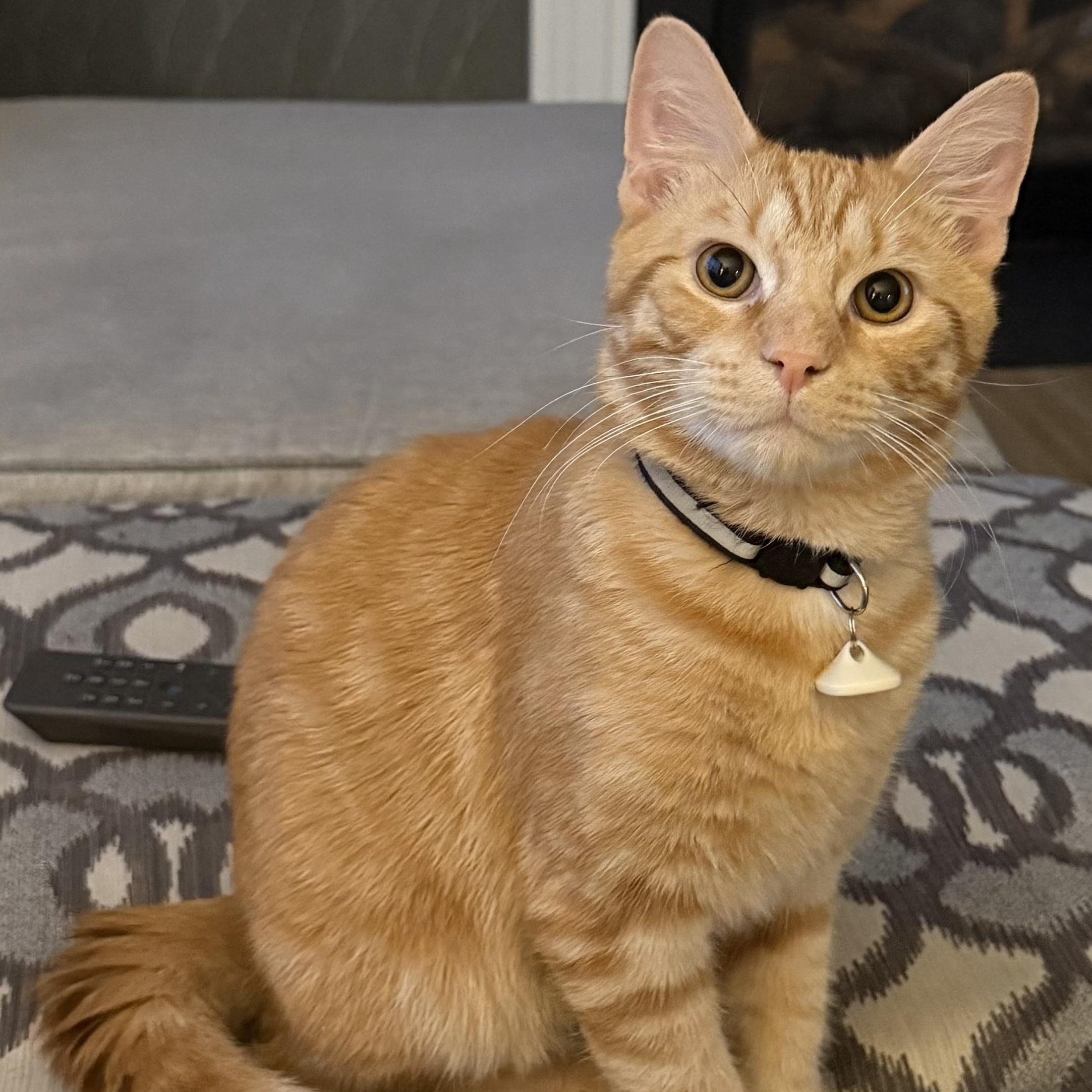 Enlarge Blaze, a ADOPTABLE Domestic Short Hair in Dover, DE image 1/3
