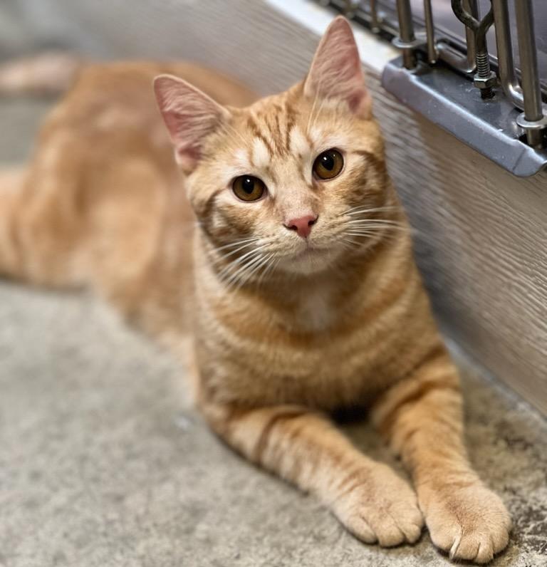 Blaze, a ADOPTABLE Domestic Short Hair in Dover, DE image 4/4