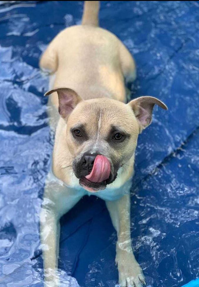 Kevin, Adoptable, Adult Male Boxer & Terrier.