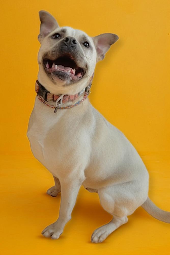 Kevin, Adoptable, Adult Male Boxer & Terrier.