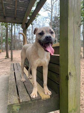 Kevin, a Adoptable mixed breed in Douglasville, GA image 2/6