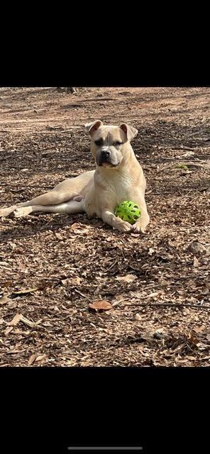 Enlarge Kevin, a Adoptable mixed breed in Douglasville, GA image 2/5