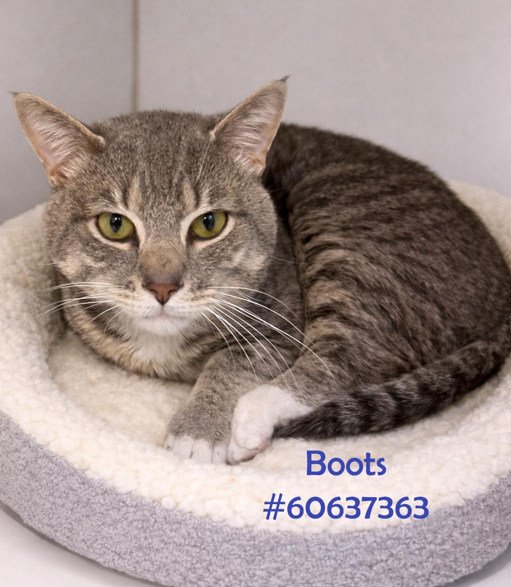 Enlarge Boots , an adopted Tabby in Wilkes Barre, PA image 1/1