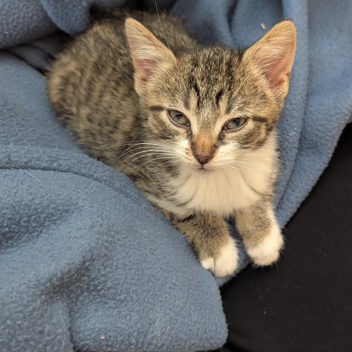 Siren, Baby Female unknown