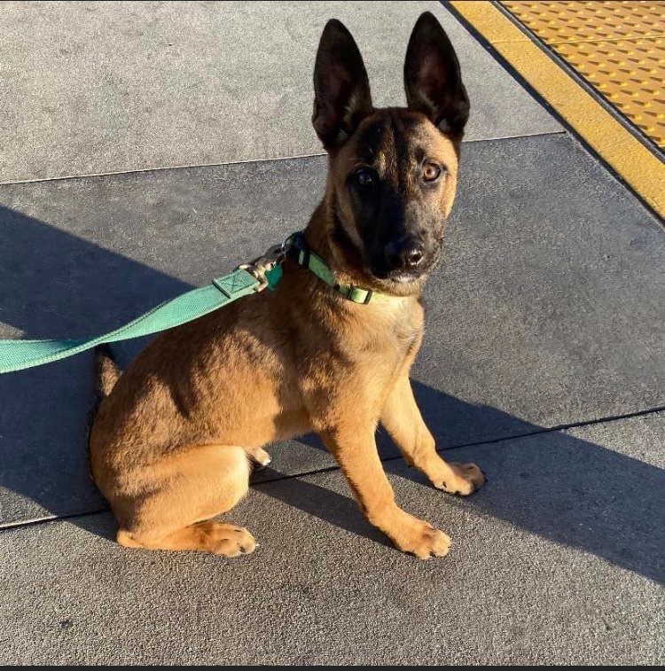 Sam-out on an adoption tryout photo 4