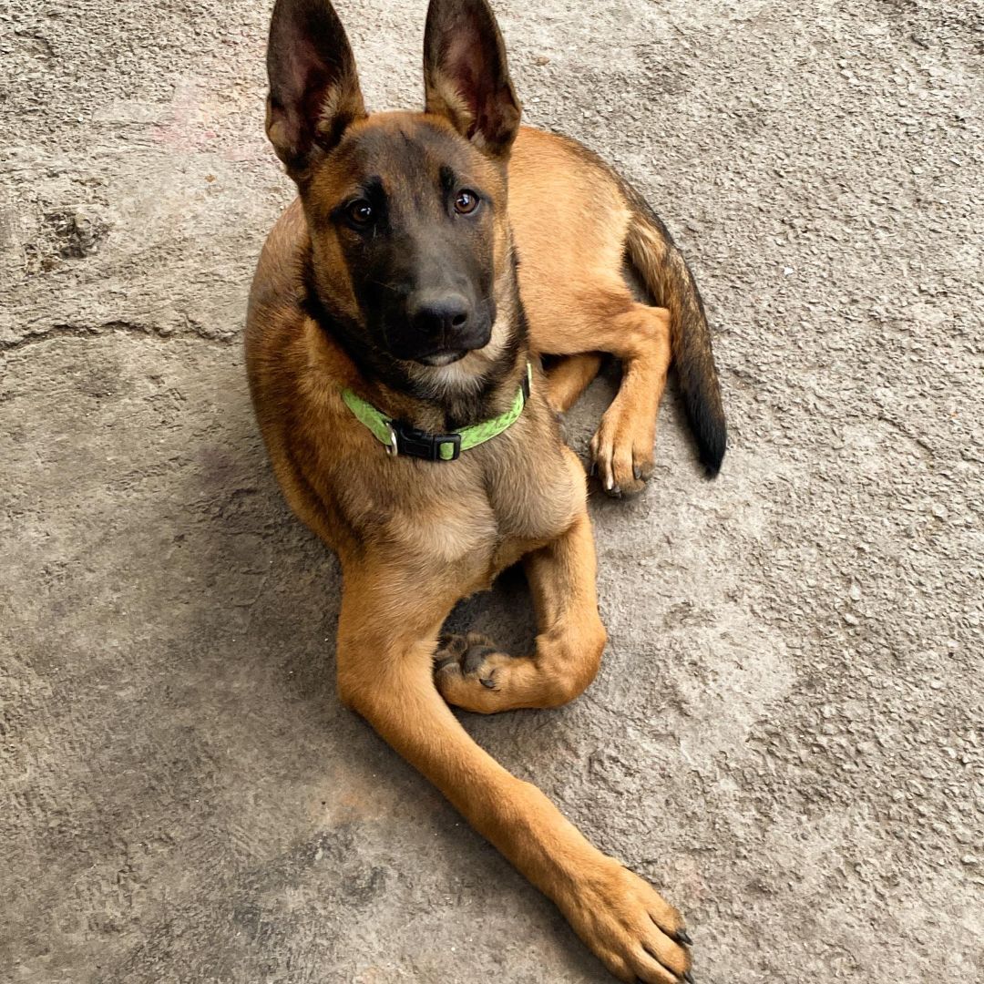 Sam-out on an adoption tryout photo 2