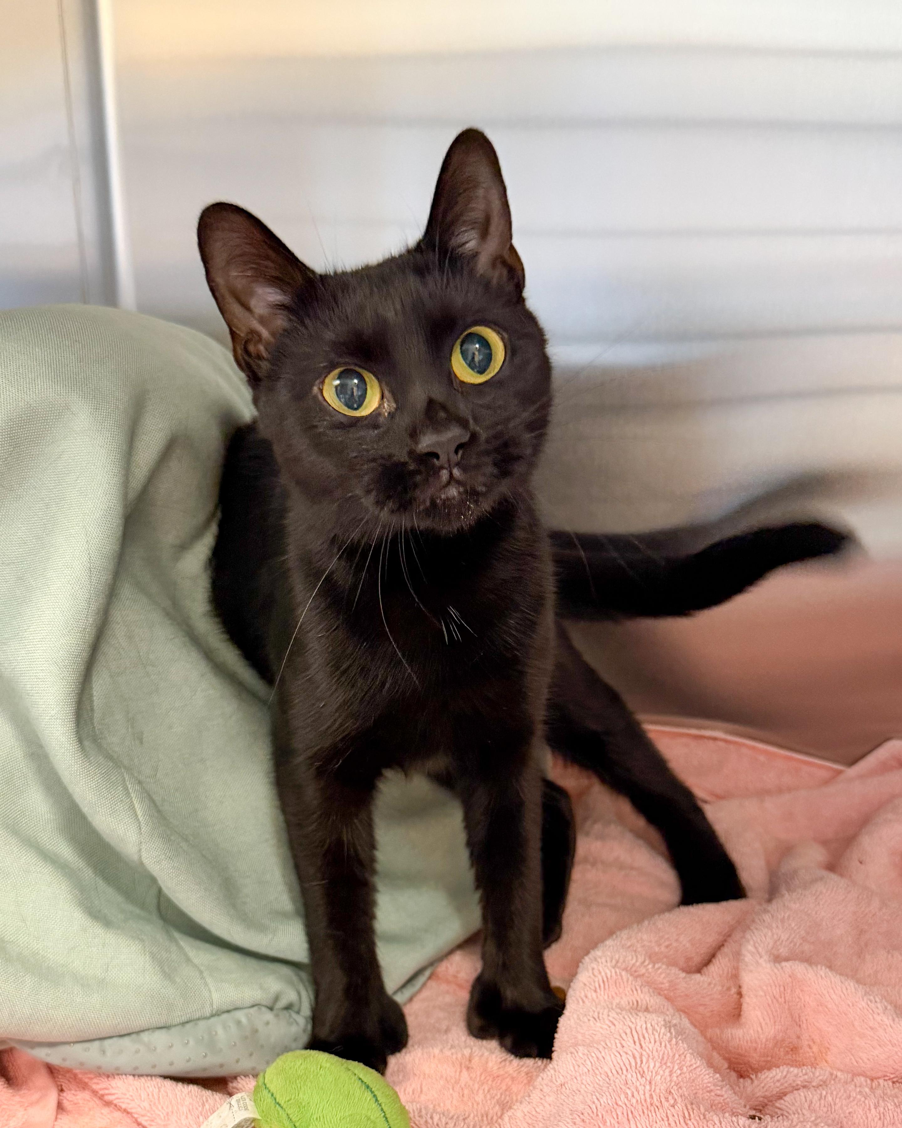 Petunia, ADOPTABLE, Young Female American Shorthair.