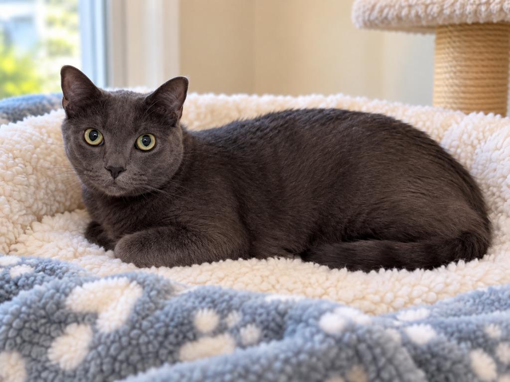 Silver, Adoptable, Young Male Domestic Short Hair.