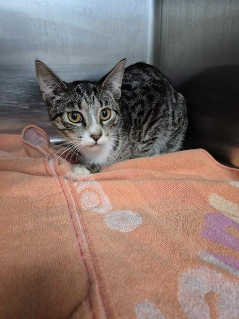 VIOLET, Adoptable, Young Female Domestic Short Hair.