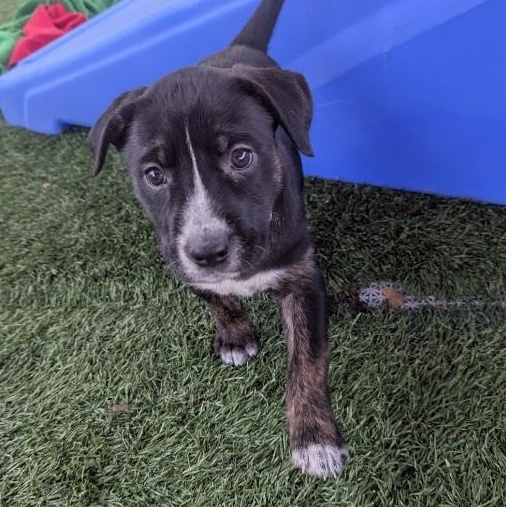 Enlarge Fox, a ADOPTABLE mixed breed in Morganton, NC image 2/2