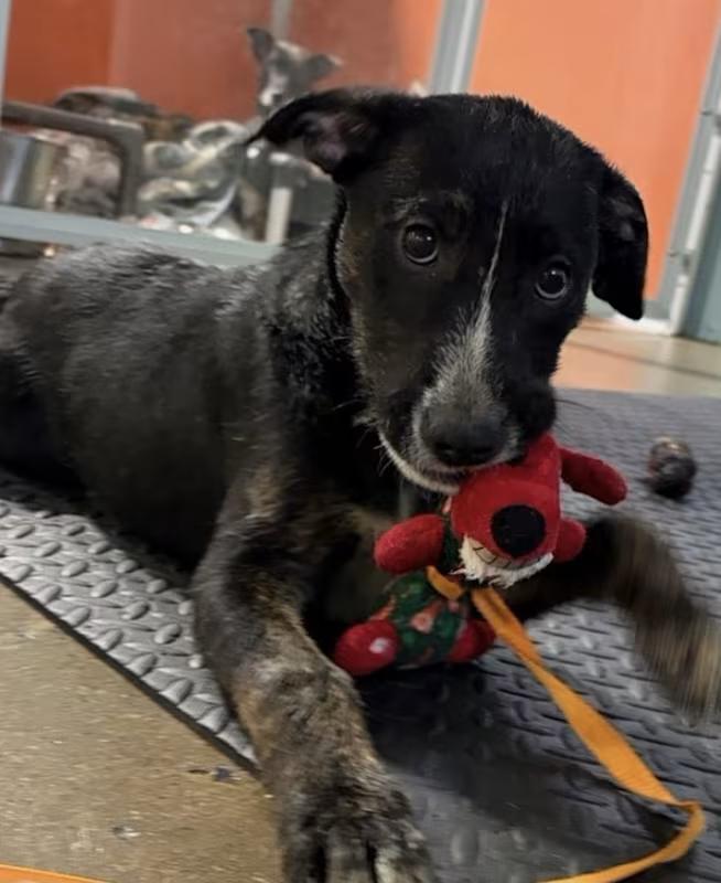 Enlarge Fox, a ADOPTABLE mixed breed in Morganton, NC image 3/4