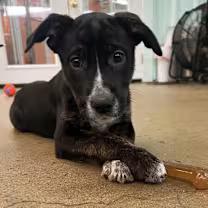 Enlarge Fox, a ADOPTABLE mixed breed in Morganton, NC image 1/4