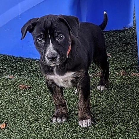 Fox, ADOPTABLE, Puppy Female Boxer & Labrador Retriever.