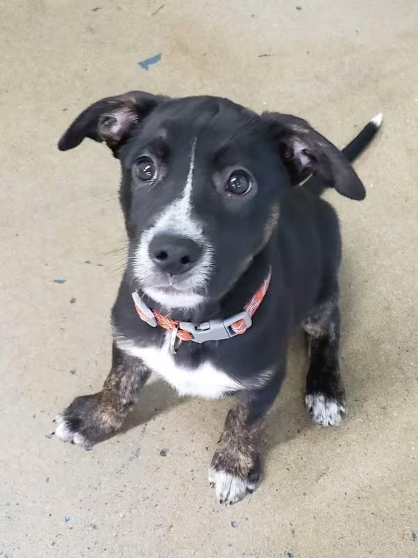 Enlarge Fox, a ADOPTABLE mixed breed in Morganton, NC image 2/4