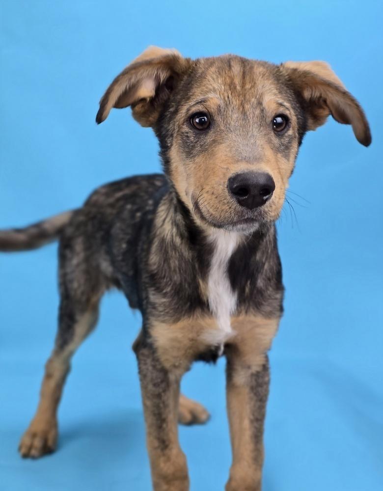 Enlarge Dallas, a Adoptable mixed breed in Sedalia, CO image 1/6