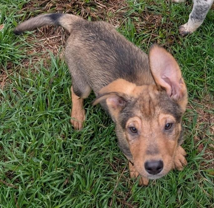 Enlarge Dallas, a Adoptable mixed breed in Sedalia, CO image 2/6