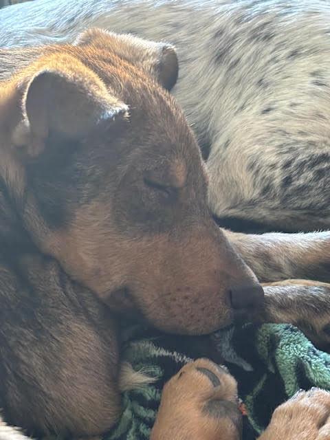 Enlarge Dallas, a Adoptable mixed breed in Sedalia, CO image 3/6