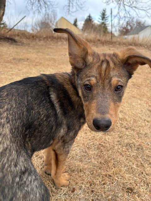 Enlarge Dallas, a Adoptable mixed breed in Sedalia, CO image 4/6