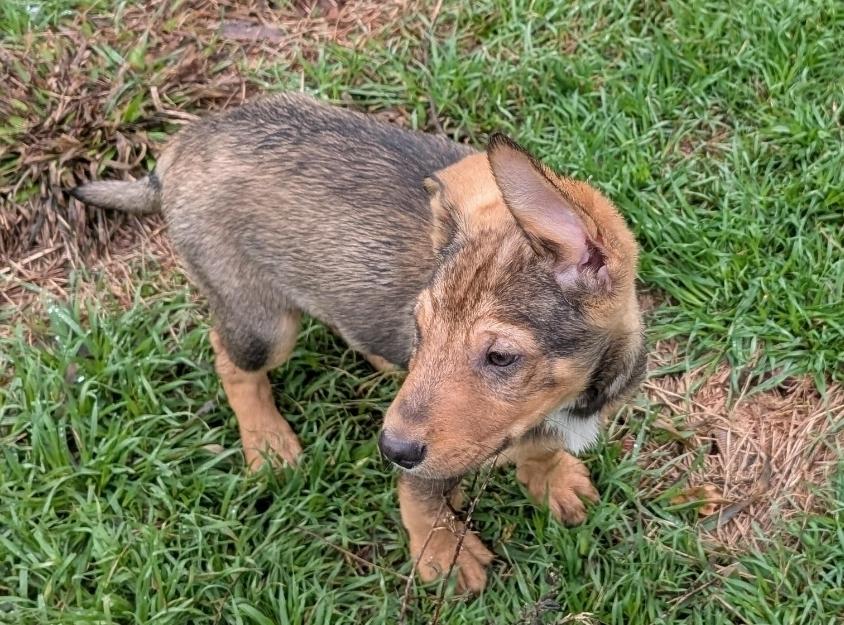 Enlarge Dallas, a Adoptable mixed breed in Sedalia, CO image 5/6