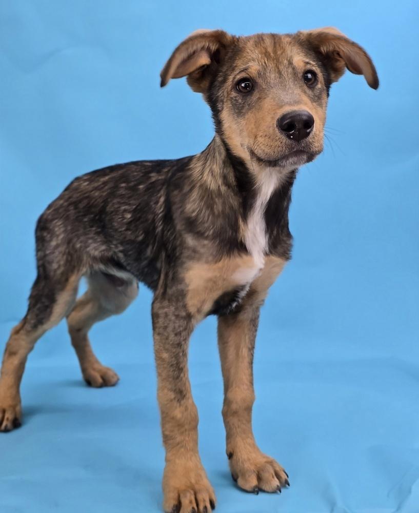 Enlarge Dallas, a Adoptable mixed breed in Sedalia, CO image 6/6