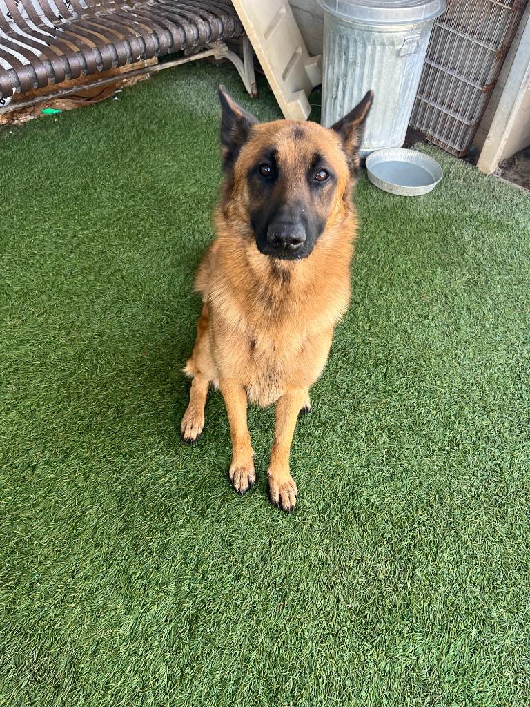 Maverick, Adoptable, Adult Male German Shepherd Dog.