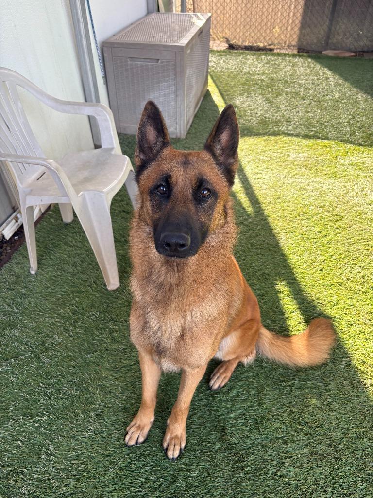 Enlarge Maverick, a Adoptable German Shepherd Dog in Newman, CA image 3/6