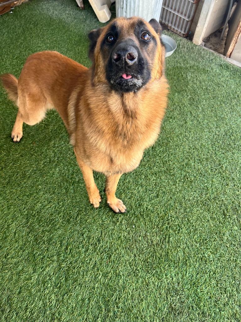 Maverick, Adoptable, Adult Male German Shepherd Dog.