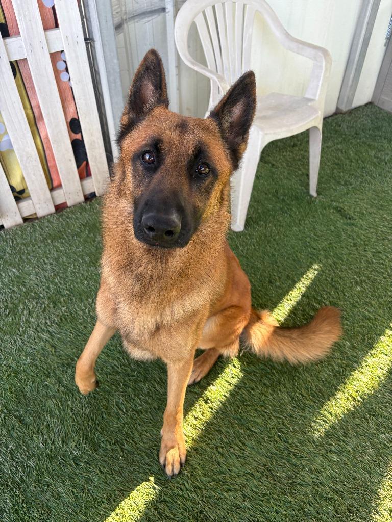 Enlarge Maverick, a Adoptable German Shepherd Dog in Newman, CA image 4/6