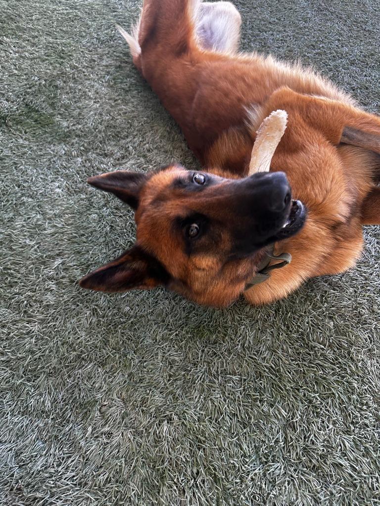 Enlarge Maverick, a Adoptable German Shepherd Dog in Newman, CA image 5/6