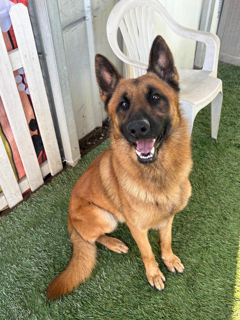 Enlarge Maverick, a Adoptable German Shepherd Dog in Newman, CA image 5/6