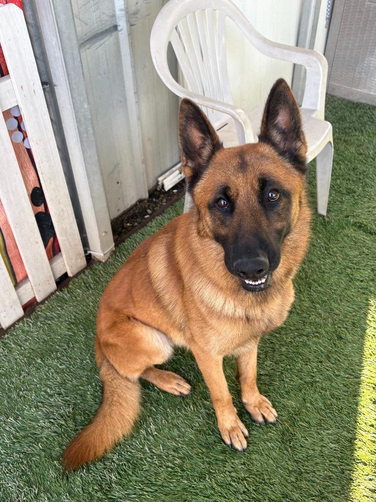 Enlarge Maverick, a Adoptable German Shepherd Dog in Newman, CA image 6/6
