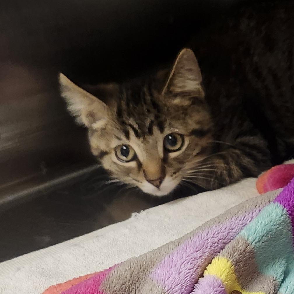 Cory, Adoptable, Kitten Male Domestic Short Hair.