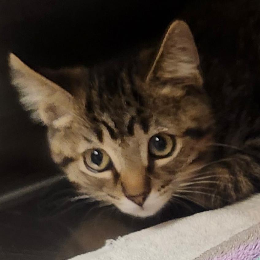 Cory, a Adoptable Domestic Short Hair in Columbia Station, OH image 2/2