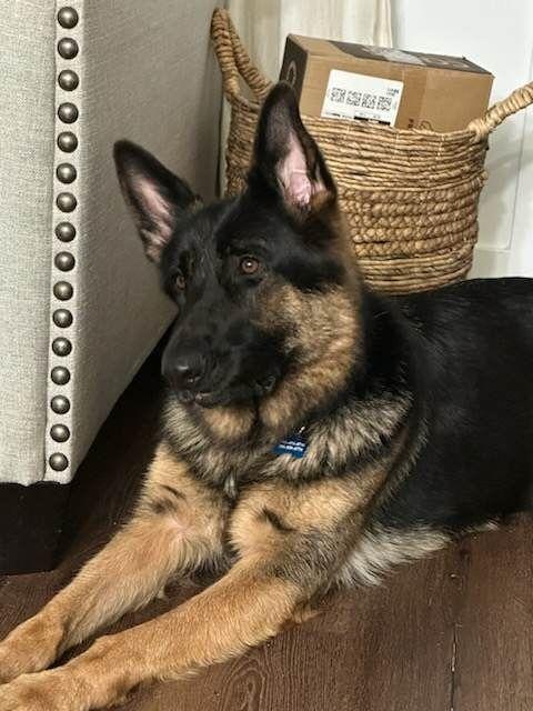 Nina 3073, Adopted, Young Female German Shepherd Dog.