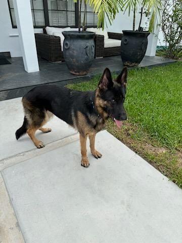 Nina 3073, a Adopted German Shepherd Dog in Pompano Beach, FL image 2/3