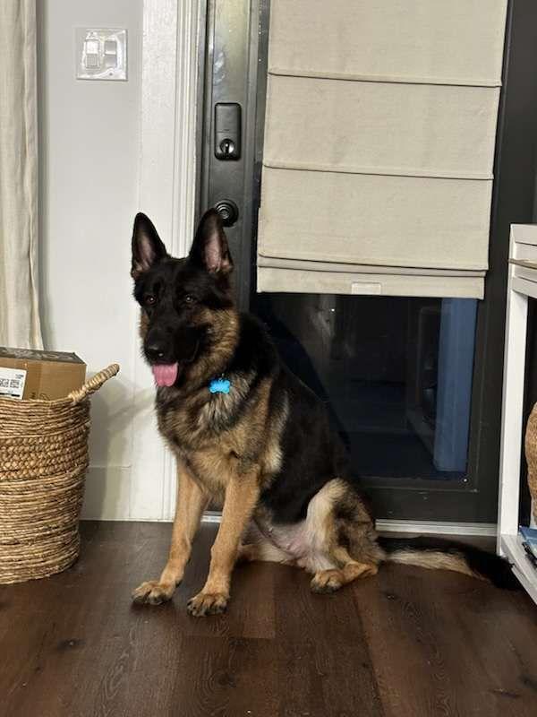 Nina 3073, a Adopted German Shepherd Dog in Pompano Beach, FL image 3/3