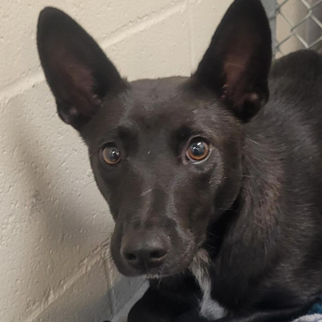 Nisha, Adoptable, Young Female Australian Kelpie.