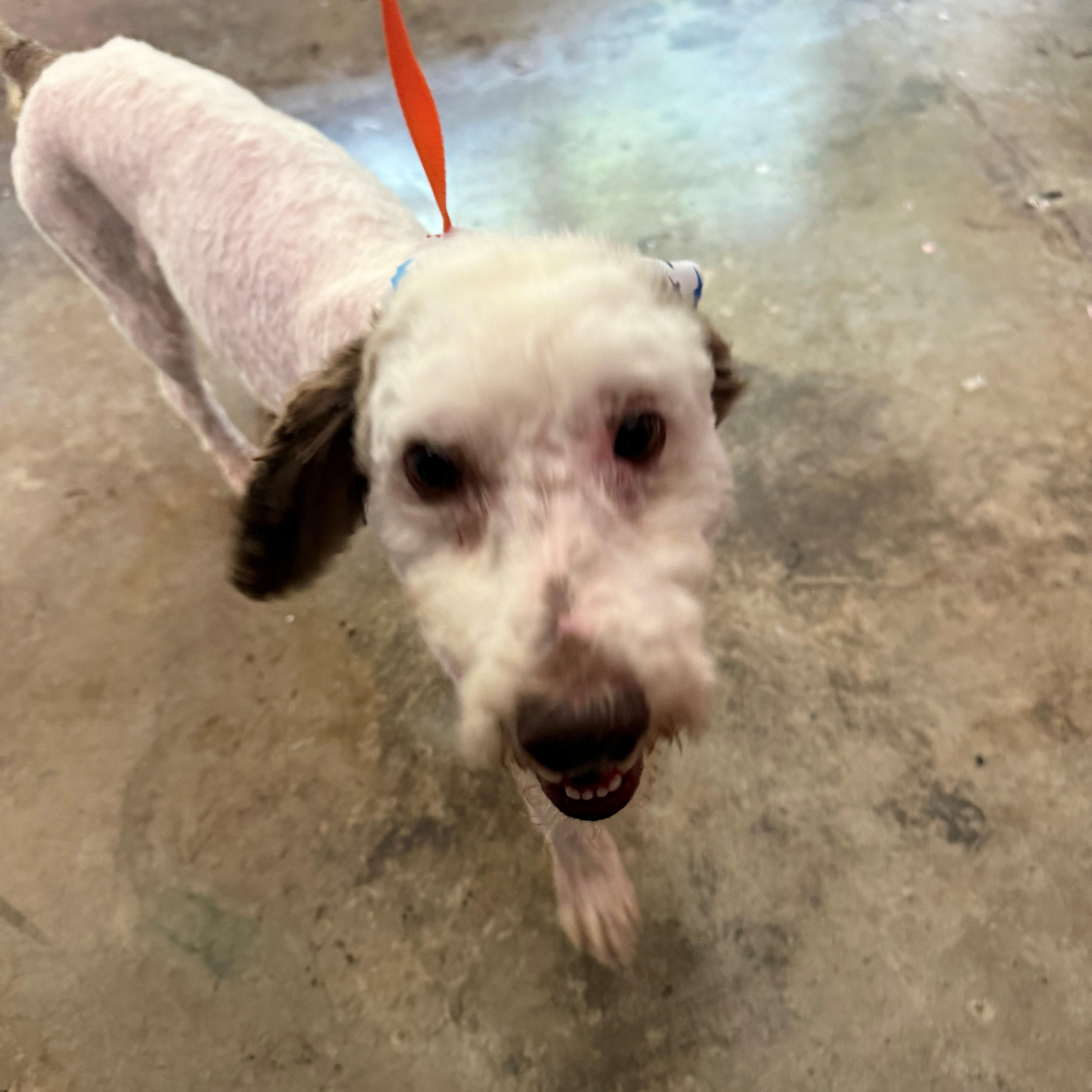 Buddy, adopted, Young Male Poodle.