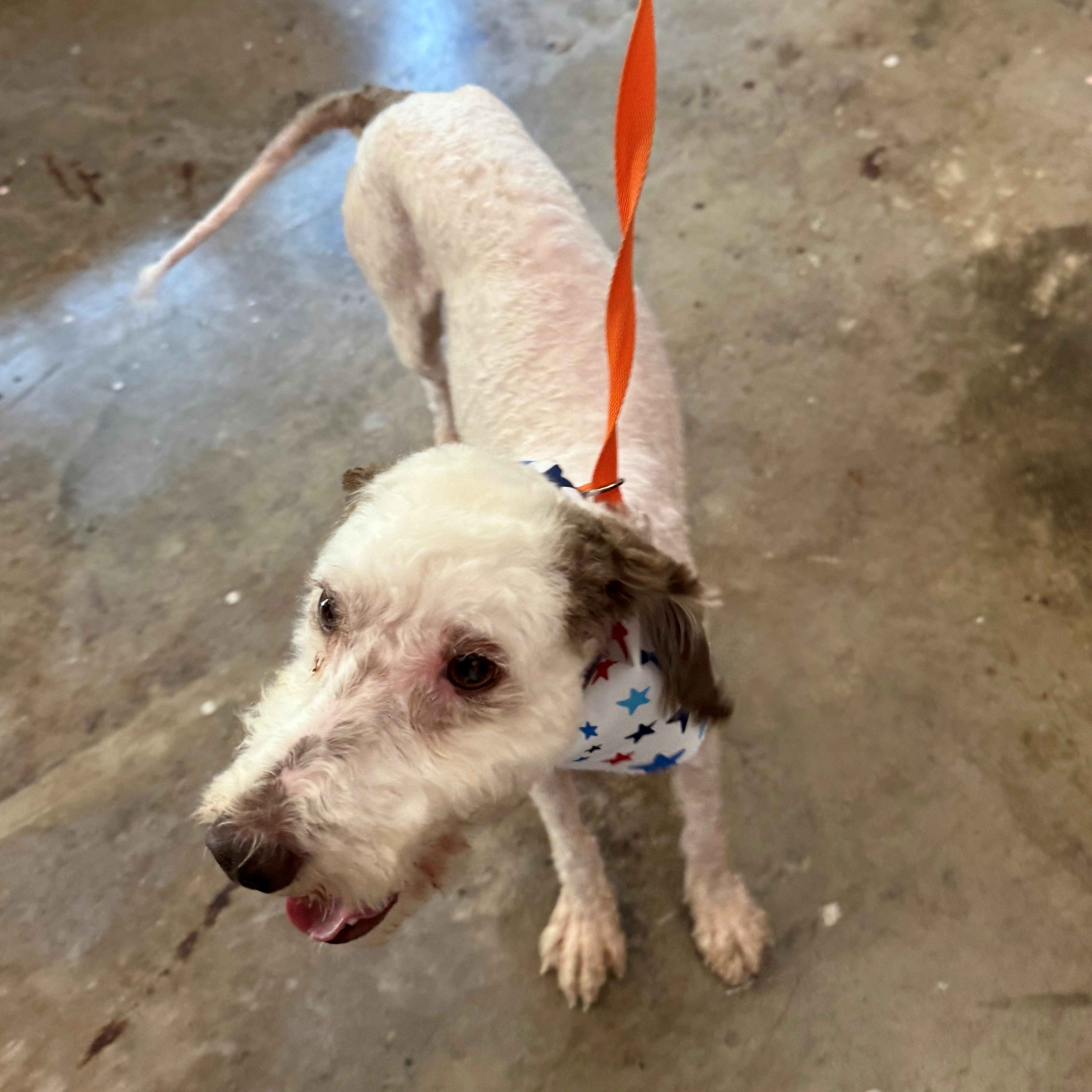 Buddy, an adopted mixed breed in Lewisburg, TN image 2/3