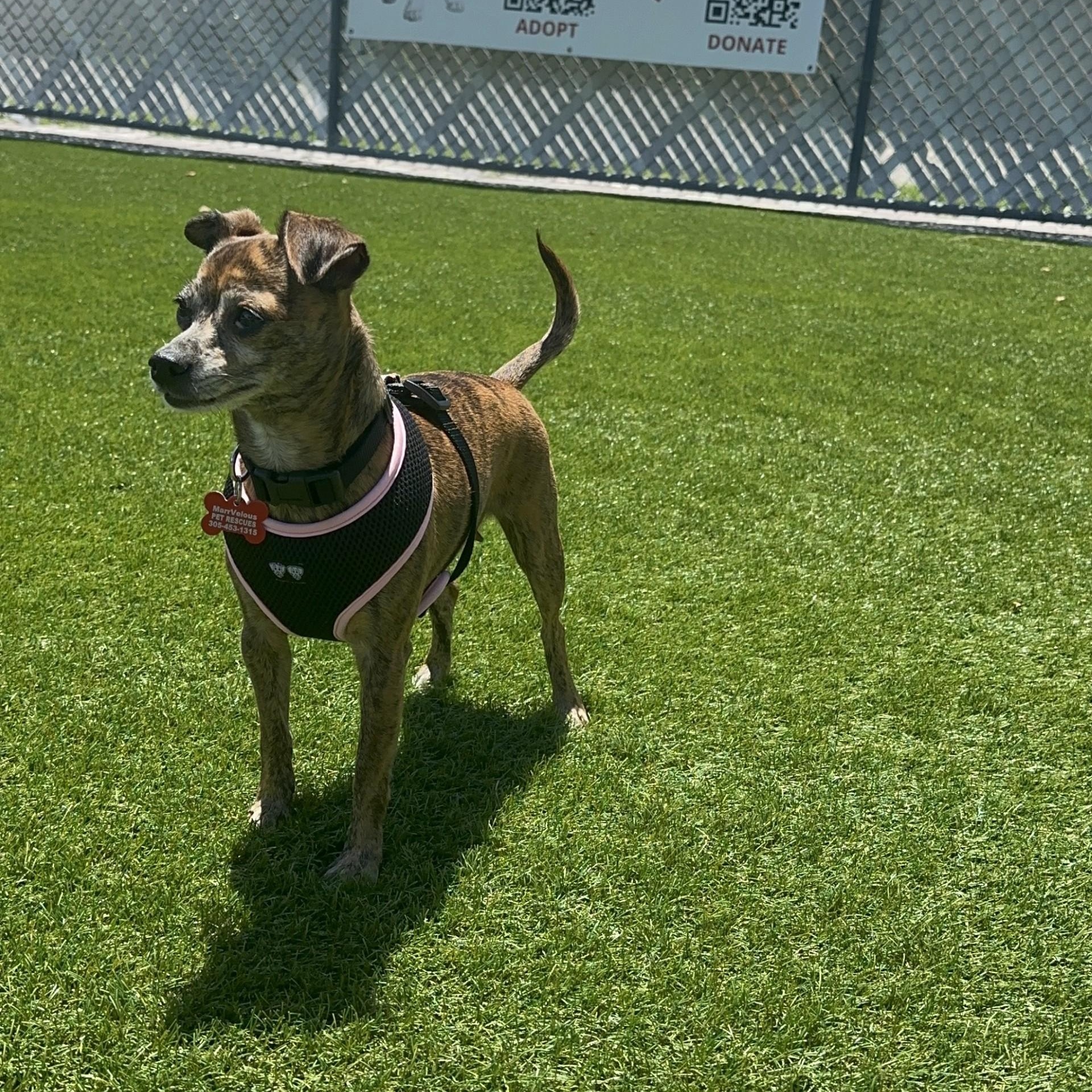 Annie, an adoptable Chihuahua in Key Largo, FL, 33037 | Photo Image 3