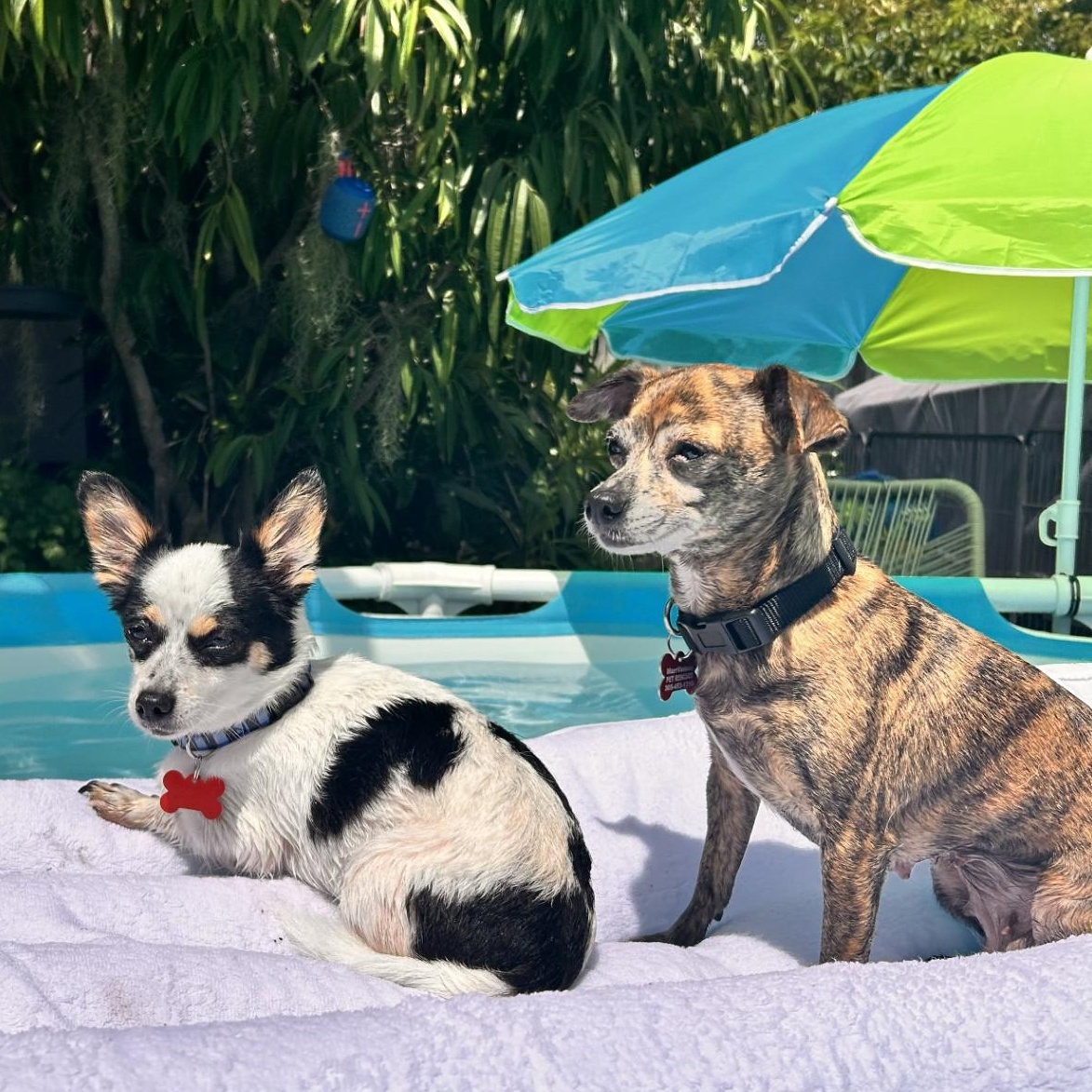 Annie, an adoptable Chihuahua in Key Largo, FL, 33037 | Photo Image 4