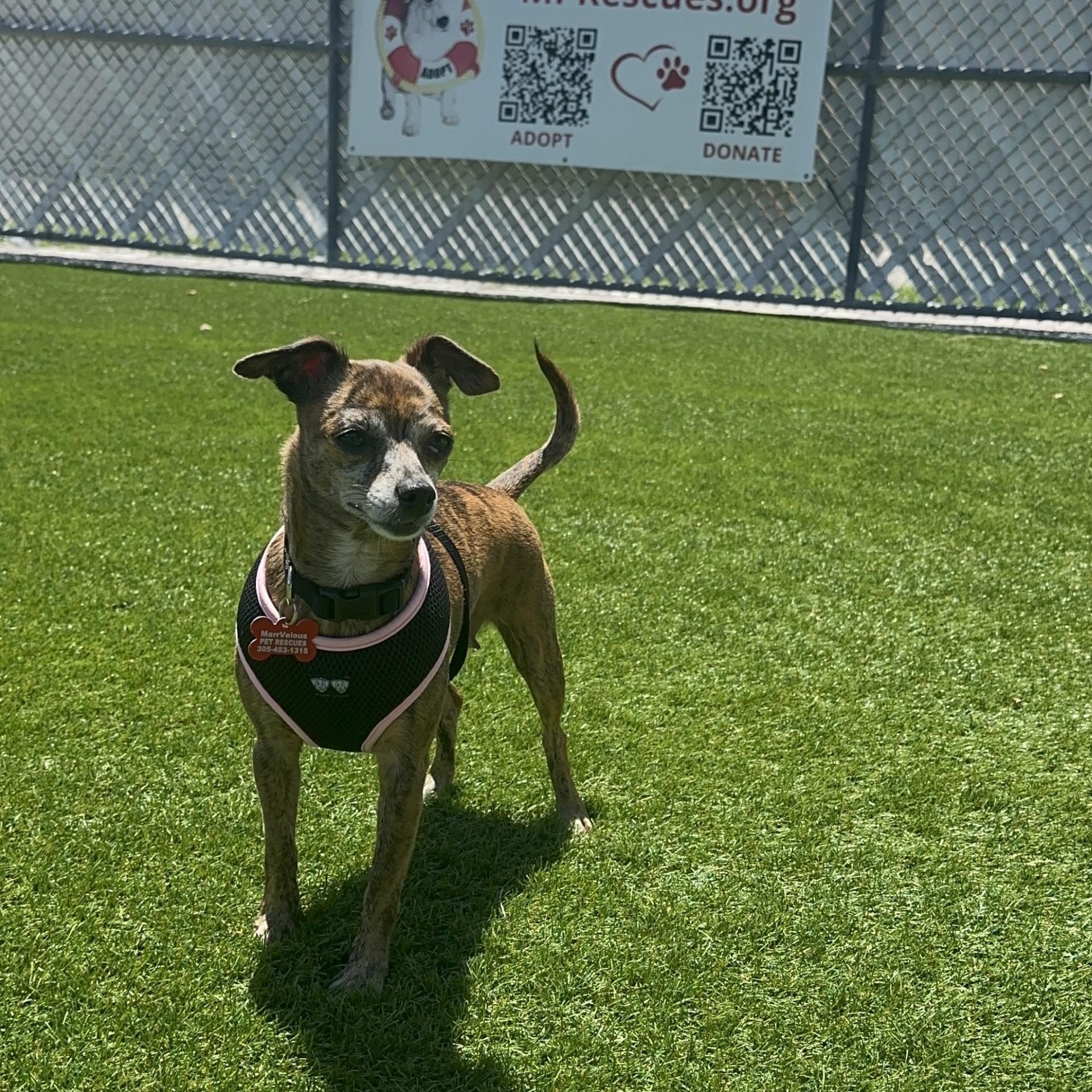 Annie, an adoptable Chihuahua in Key Largo, FL, 33037 | Photo Image 1