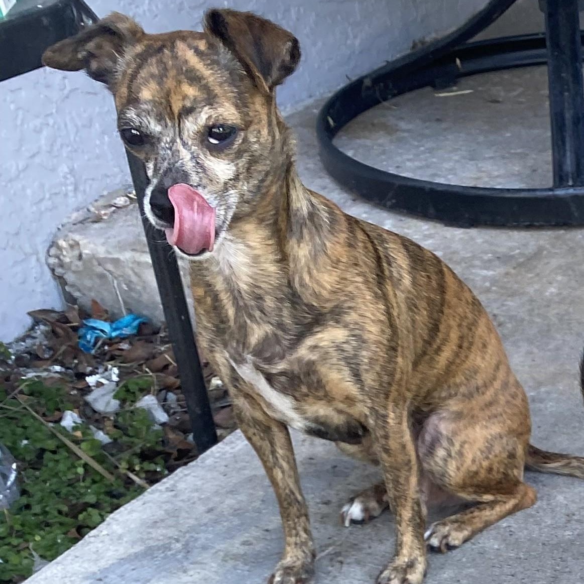 Annie, an adoptable Chihuahua in Key Largo, FL, 33037 | Photo Image 2