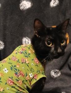 Halle, Adoptable, Adult Female Domestic Short Hair.
