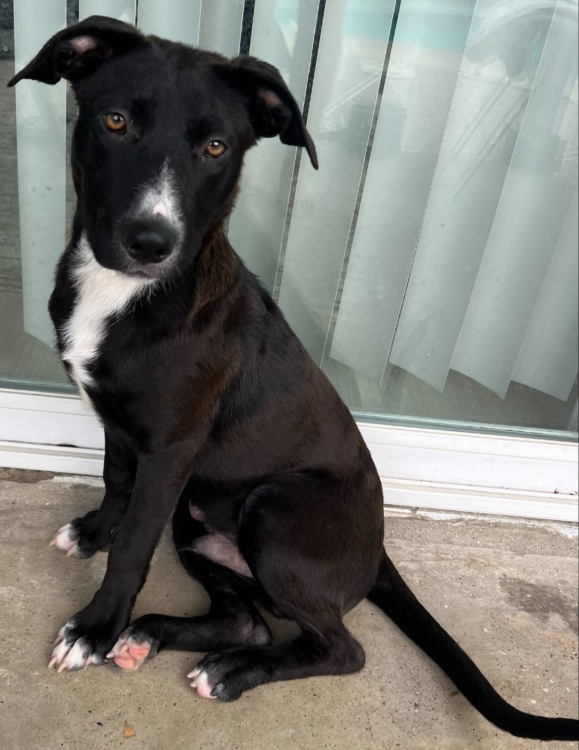 Enlarge Astro, a Adoptable mixed breed in Dallas, TX image 1/1