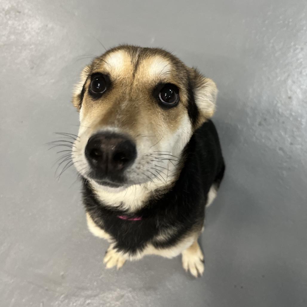 Enlarge Mila, a Adoptable mixed breed in Tacoma, WA image 1/6