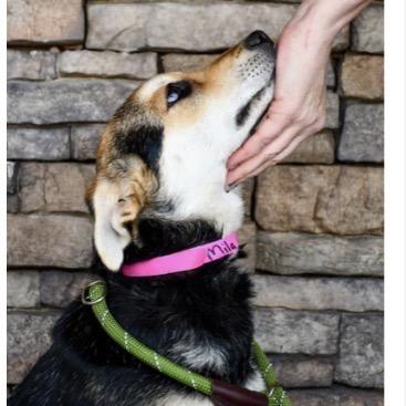 Enlarge Mila, a Adoptable mixed breed in Tacoma, WA image 2/6